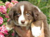 7 chiots Border Collie chocolat non LOF nés en mai 2026 à réserver