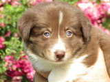 7 chiots Border Collie chocolat non LOF nés en mai 2026 à réserver