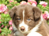 7 chiots Border Collie chocolat non LOF nés en mai 2026 à réserver