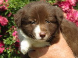 7 chiots Border Collie chocolat non LOF nés en mai 2026 à réserver