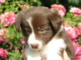 7 chiots Border Collie chocolat non LOF nés en mai 2026 à réserver