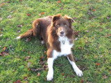 7 chiots Border Collie chocolat non LOF nés en mai 2026 à réserver