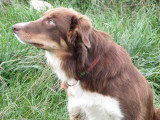 7 chiots Border Collie chocolat non LOF nés en mai 2026 à réserver