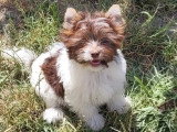 7 chiots Biewer et Biro Yorkshire non LOF de mars 2026 en vente