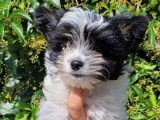 7 chiots Biewer et Biro Yorkshire non LOF de mars 2026 en vente