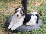 7 chiots Biewer et Biro Yorkshire non LOF de mars 2026 en vente