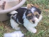 7 chiots Biewer et Biro Yorkshire non LOF de mars 2026 en vente