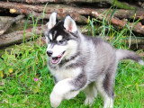 Vente de 3 chiots Husky Sibérien non LOF nés en mars 2026