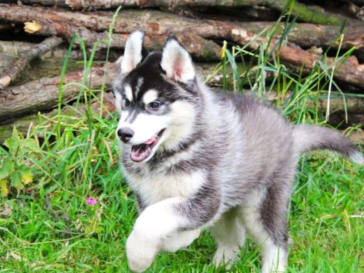 Vente de 3 chiots Husky Sibérien non LOF nés en mars 2026