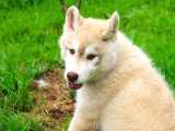 Vente de 3 chiots Husky Sibérien non LOF nés en mars 2026