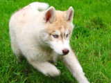 Vente de 3 chiots Husky Sibérien non LOF nés en mars 2026