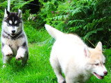 Vente de 3 chiots Husky Sibérien non LOF nés en mars 2026