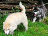 Vente de 3 chiots Husky Sibérien non LOF nés en mars 2026