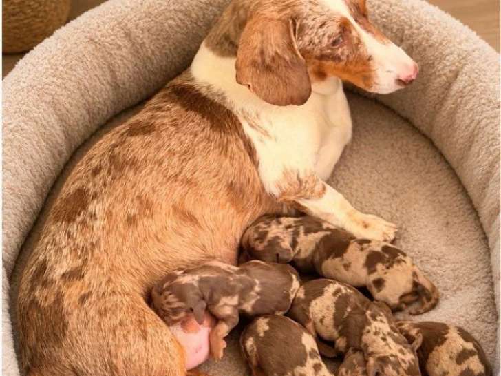 3 chiots Teckel mâles arlequin à réserver non LOF de juin 2026