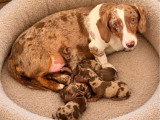 3 chiots Teckel mâles arlequin à réserver non LOF de juin 2026