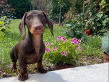 3 chiots Teckel mâles arlequin à réserver non LOF de juin 2026