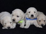 9 chiots Golden Retriever non LOF nés en mai 2026 à vendre