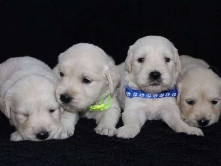 9 chiots Golden Retriever non LOF nés en mai 2026 à vendre