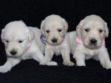 9 chiots Golden Retriever non LOF nés en mai 2026 à vendre