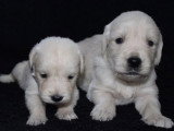 9 chiots Golden Retriever non LOF nés en mai 2026 à vendre