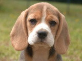 5 chiots Beagle LOF nés en avril 2026 en vente