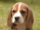 5 chiots Beagle LOF nés en avril 2026 en vente