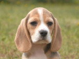 5 chiots Beagle LOF nés en avril 2026 en vente