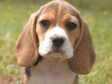 5 chiots Beagle LOF nés en avril 2026 en vente