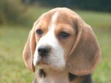 5 chiots Beagle LOF nés en avril 2026 en vente
