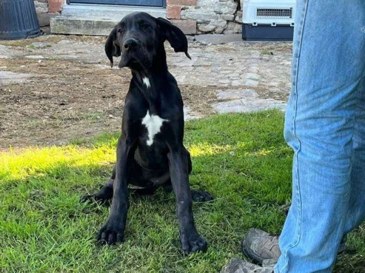 Chiot femelle Dogue Allemand non LOF de janvier 2026 à vendre