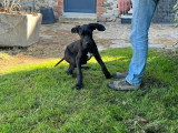 Chiot femelle Dogue Allemand non LOF de janvier 2026 à vendre