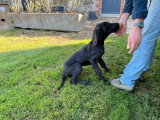 Chiot femelle Dogue Allemand non LOF de janvier 2026 à vendre