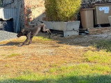 Chiot femelle Dogue Allemand non LOF de janvier 2026 à vendre
