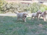 Portée de 5 Labradors non LOF nés en mai 2026 à vendre