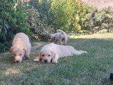 Portée de 5 Labradors non LOF nés en mai 2026 à vendre