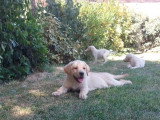 Portée de 5 Labradors non LOF nés en mai 2026 à vendre