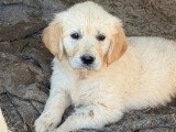 Portée de 7 Golden Retriever chiots LOF nés en mai 2026  à vendre