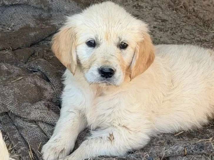 Portée de 7 Golden Retriever chiots LOF nés en mai 2026 à vendre