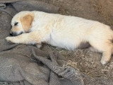 Portée de 7 Golden Retriever chiots LOF nés en mai 2026 à vendre
