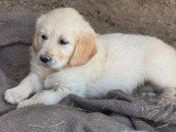 Portée de 7 Golden Retriever chiots LOF nés en mai 2026 à vendre