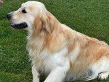 Portée de 7 Golden Retriever chiots LOF nés en mai 2026 à vendre