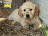 Portée de 7 Golden Retriever chiots LOF nés en mai 2026 à vendre