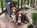 Chien adulte de race Basset Hound femelle de 2021 à vendre