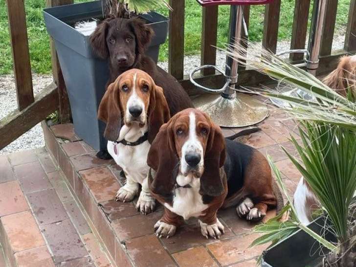 Chien adulte de race Basset Hound femelle de 2021 à vendre