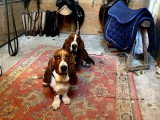 Chien adulte de race Basset Hound femelle de 2021 à vendre