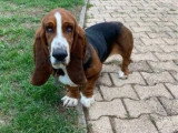 Chien adulte de race Basset Hound femelle de 2021 à vendre
