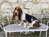 Chien adulte de race Basset Hound femelle de 2021 à vendre