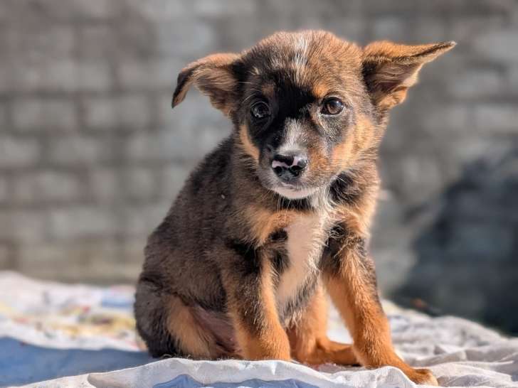 Tinou, chiot à adopter en association