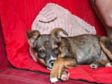 Tinou, chiot à adopter en association