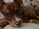 Tinou, chiot à adopter en association